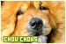  Chow Chows