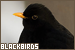  Blackbirds